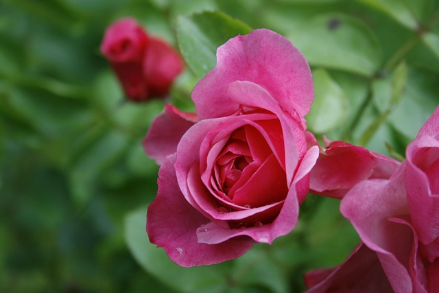 Free Roses Flower photo and picture