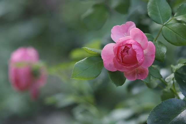 Free Rose Floral photo and picture