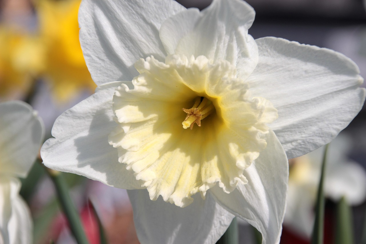 Daffodil - free online jigsaw puzzle photo