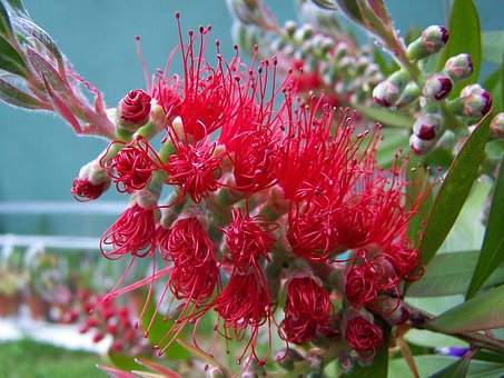 30+ Free Bottlebrush Tree & Bottlebrush Images - Pixabay