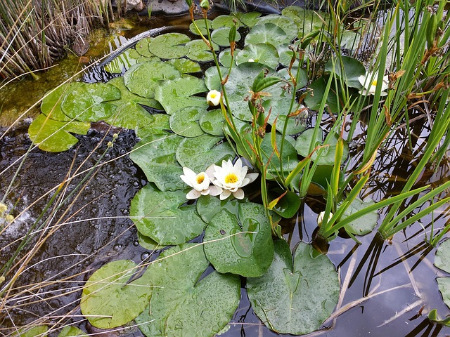 Teich, Fisch, Seerosen, Blume, Wasser
