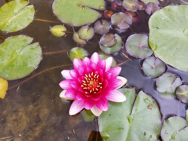 Teich, Seerose, Wasser, Natur