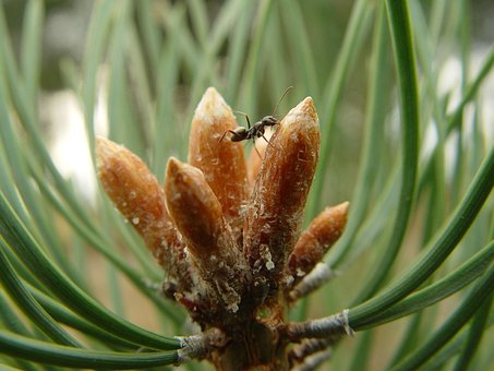 Free Needles Ant photo and picture