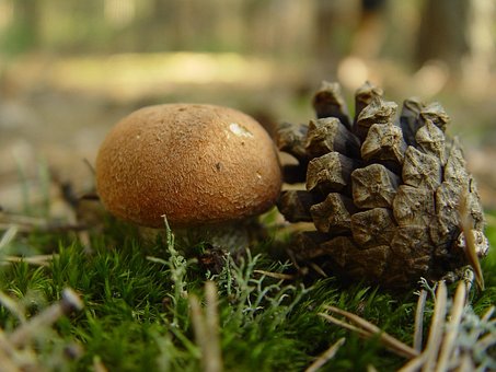 Free Mushroom Cone photo and picture