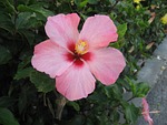 hibiscus, ishigaki island, outlying islands
