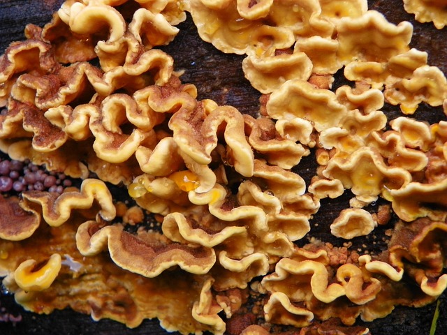 Free Tree Fungus Tree photo and picture