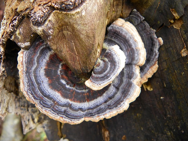 Free Tree Fungus Tree photo and picture