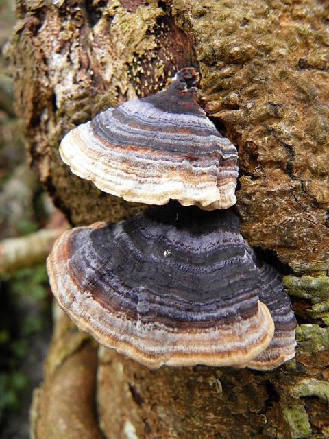 Free Tree Fungus Tree photo and picture