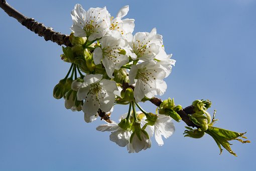 Free Cherry Blossom White photo and picture