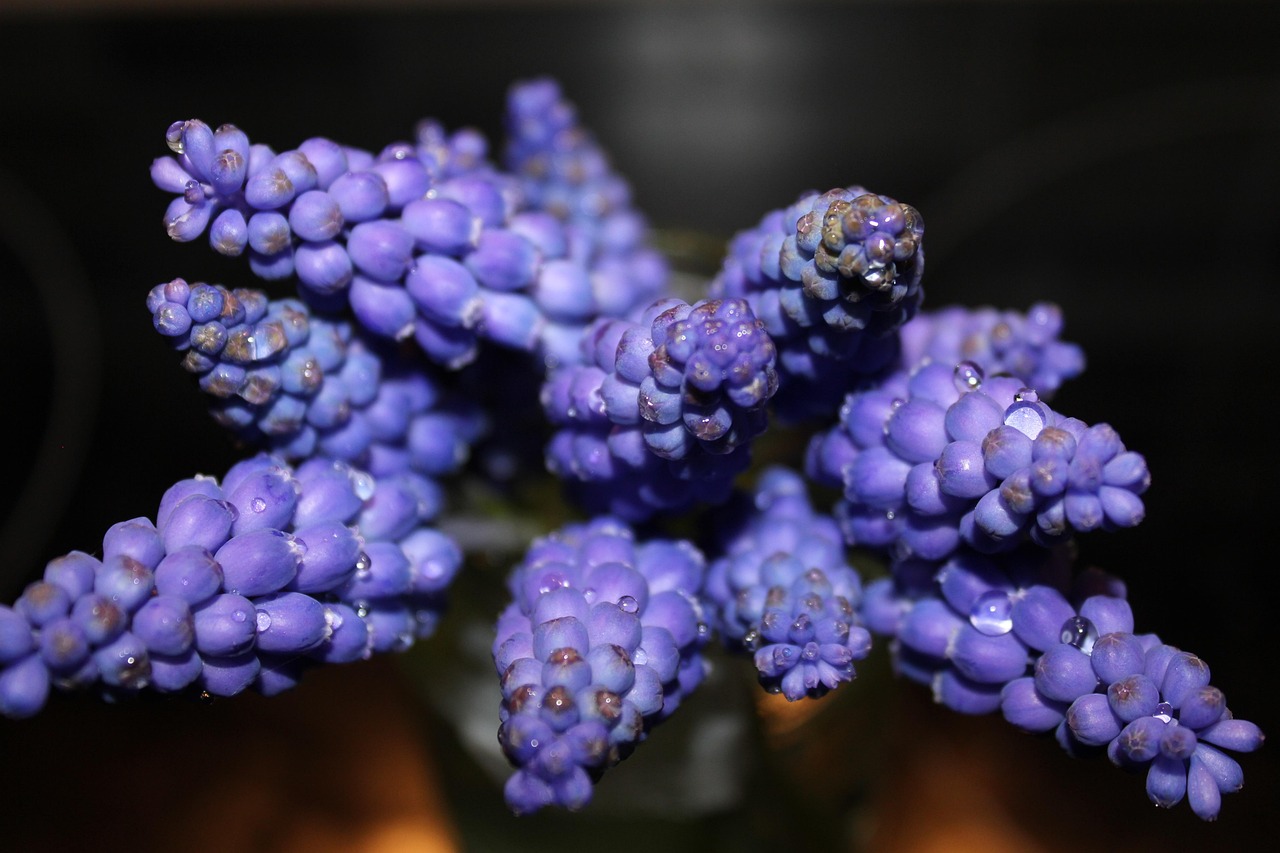 Bleu Floraison La Nature Fleurs - Photo gratuite sur Pixabay - Pixabay