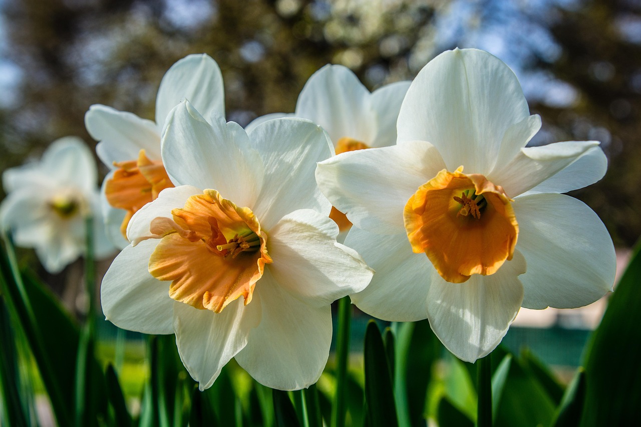 blossom, bloom, nature, daffodil, yellow daffodil, amaryllis, cut flower, plant, garden, yellow, easter bell