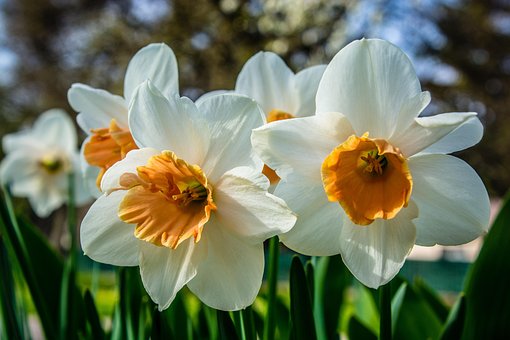 Free Blossom Bloom photo and picture