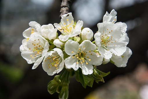 Free Cherry Blossom White photo and picture