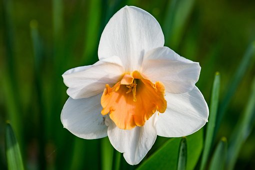 Free Blossom Bloom photo and picture