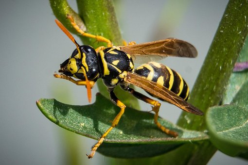 Free Wasp Insect photo and picture