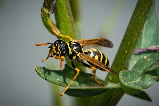 Free Wasp Insect photo and picture