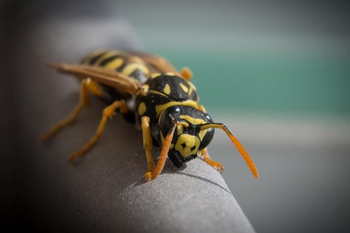 Free Wasp Insect photo and picture