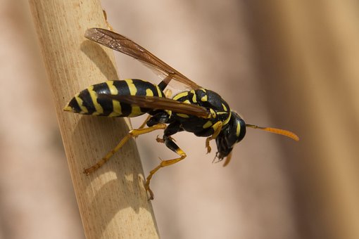 Free Wasp Insect photo and picture