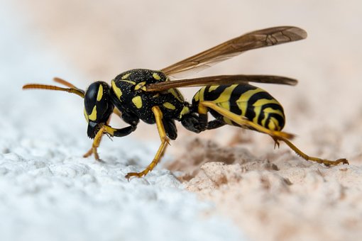 Free Wasp Insect photo and picture