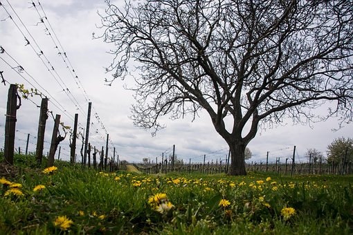 Free Spring Vineyard photo and picture