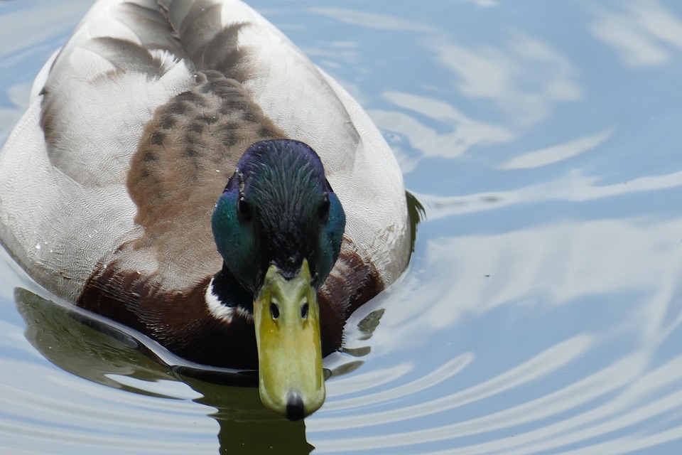 Photo gratuite: Canard, Étang, Forest - Image gratuite sur ...