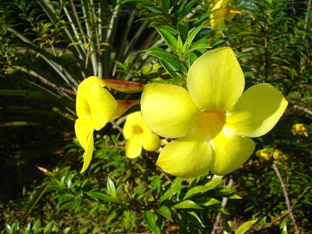 Blumen, Gelb, Brasilien, Amazonas