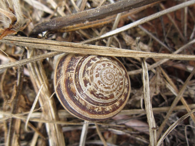 Protect The Shell Shell Snail Protection - Free photo on Pixabay - Pixabay