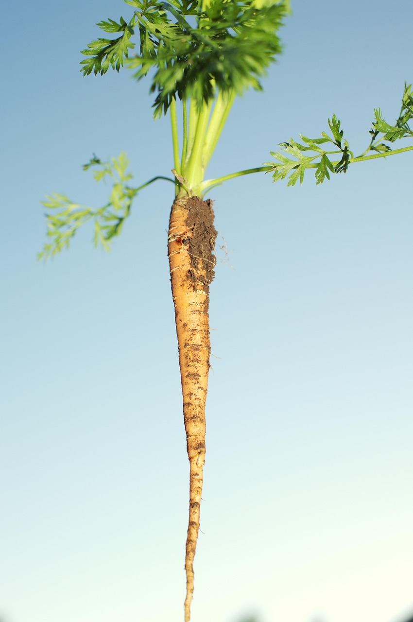 螞蟻森林攻略，如何高效種植與收獲