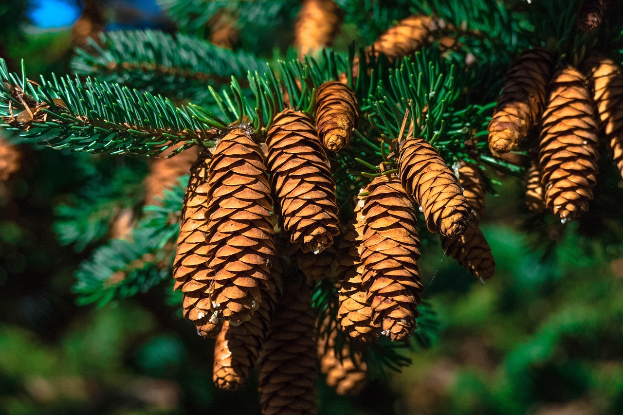 Plus De 7 000 Photos Gratuites De Sapin Et De No l Pixabay Plus De 7 000 Photos Gratuites De Sapin Et De No l Pixabay