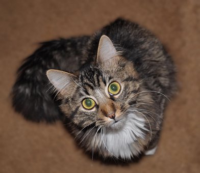 Katze, Tabby, Inländisch, Katzenartig