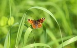 insect, so, ni