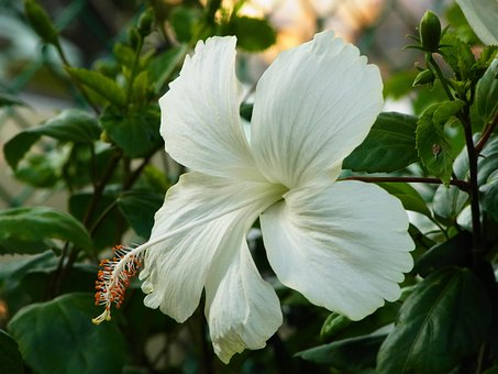 0以上の無料白いハイビスカス ハイビスカス画像 Pixabay