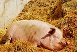 pig, good aiderbichl, sanctuary
