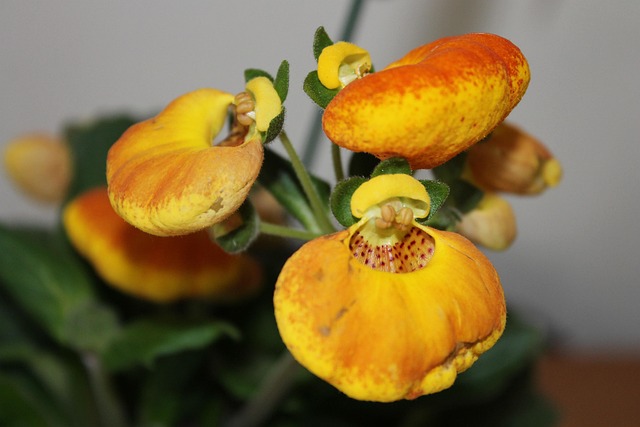 Free Flower Blossom photo and picture