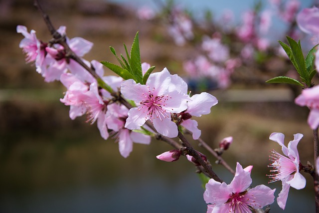 桃の花 春 - Pixabayの無料写真 - Pixabay