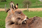 donkey, domestic donkey, equus asinus asinus
