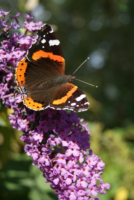 Free Butterfly Buddleia photo and picture