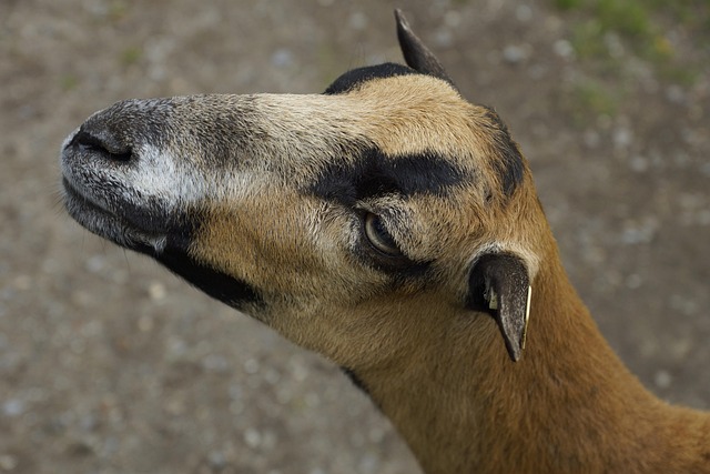 Free Goat Pair Of Ungulates photo and picture