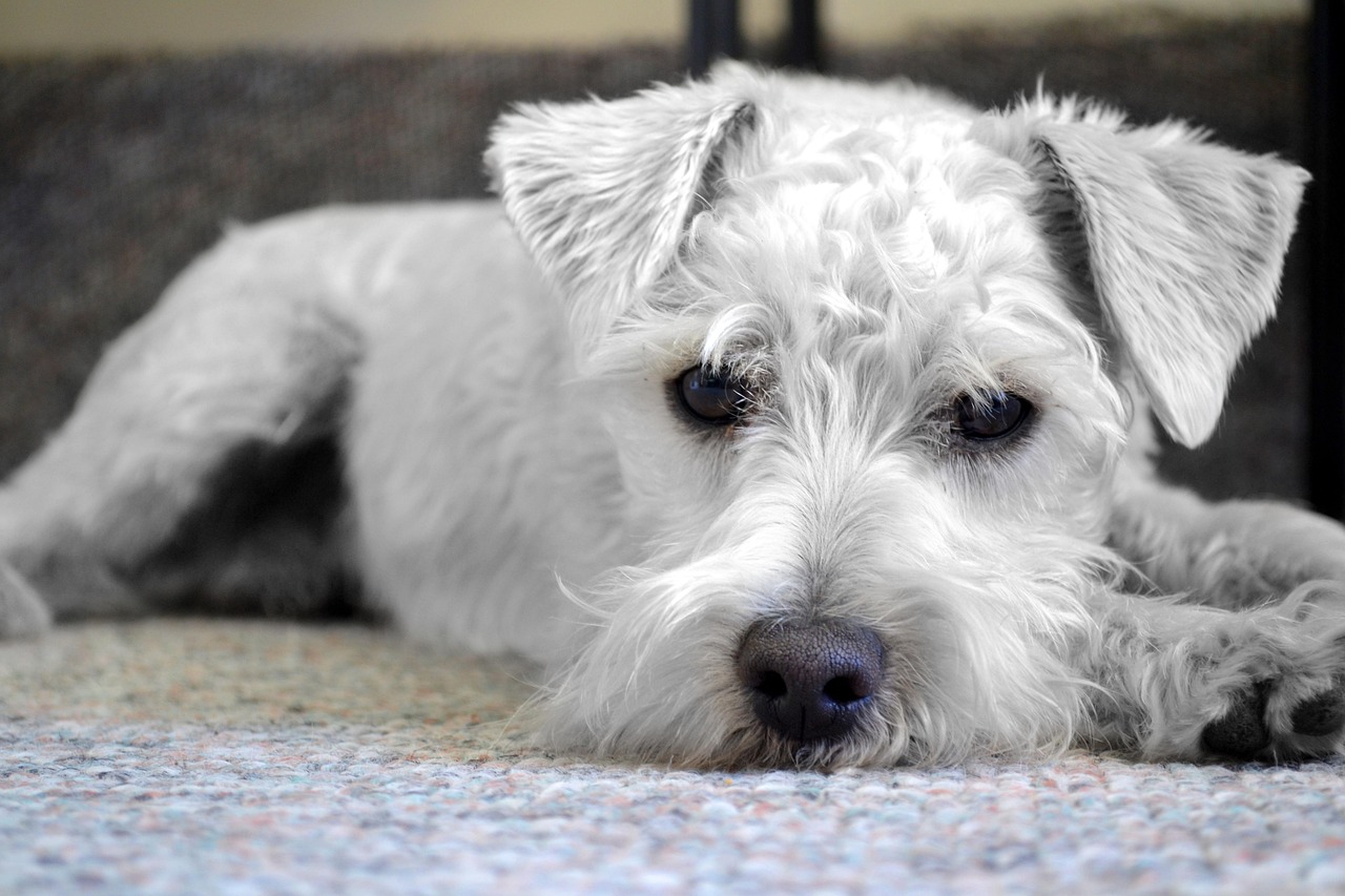 dog-1331680_1280.jpg