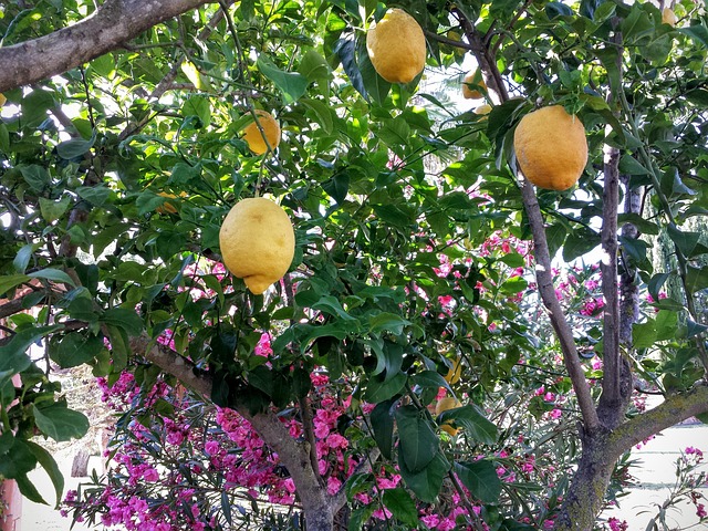Zitronen, Farben, Obstbäume, Obst