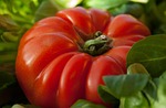 tomato, vegetable, beef heart