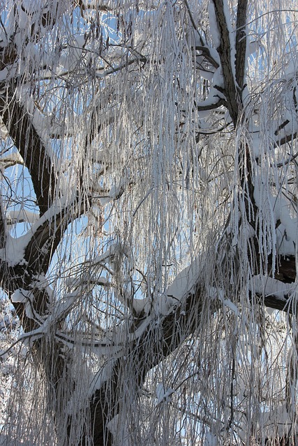 Free Snow Ice photo and picture