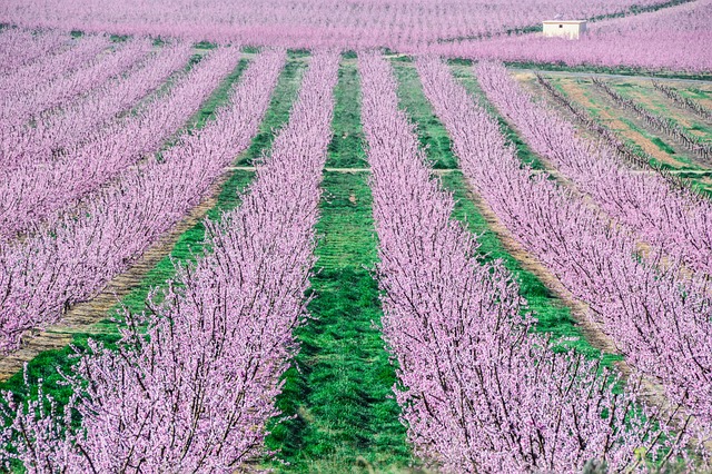 Obstbäume, Farbe, Rosa Hintergrund