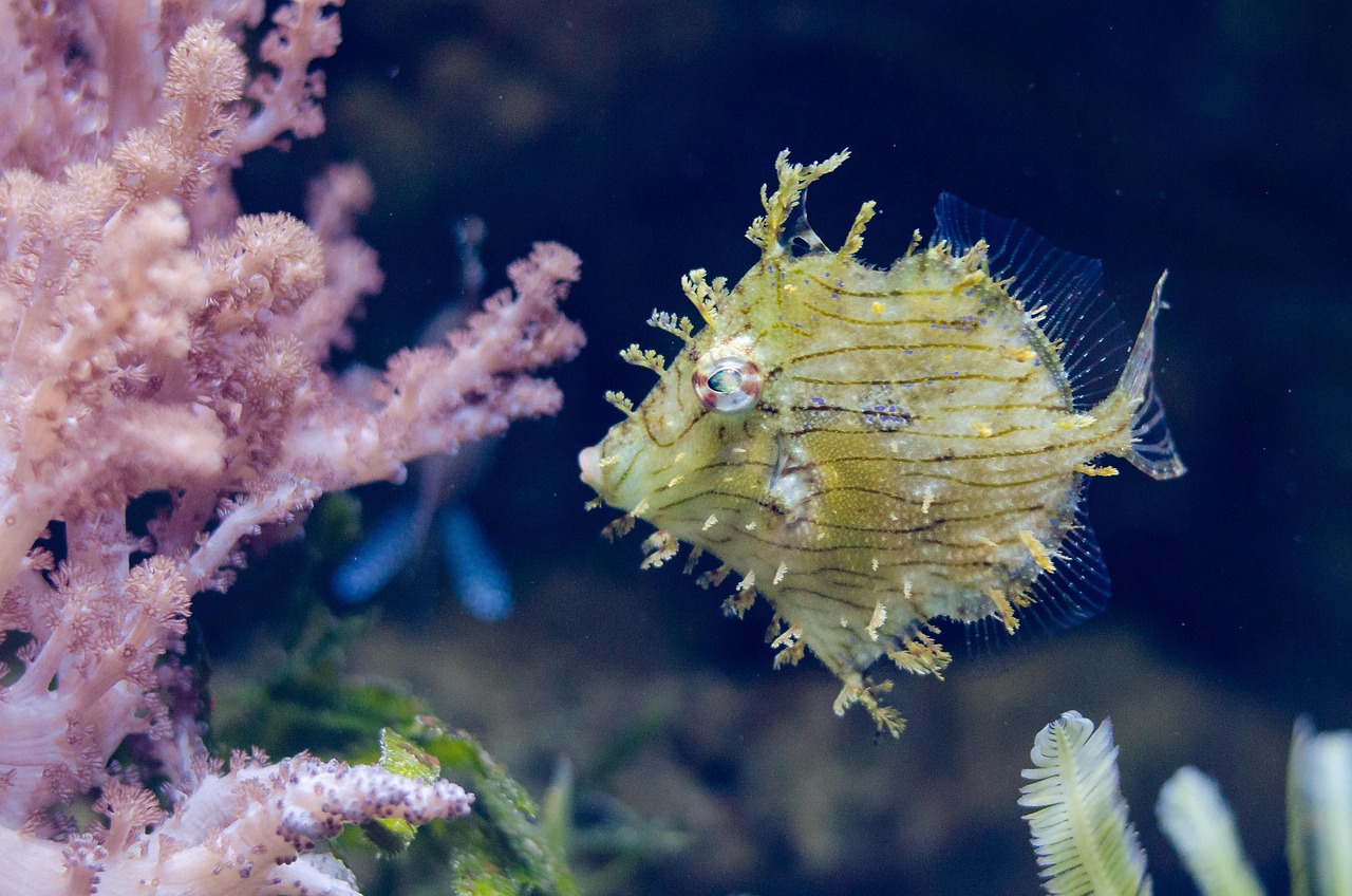 Yellow Fish - free online jigsaw puzzle photo