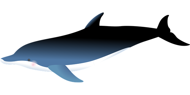 Free Dolphin Ocean vector and picture