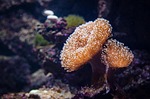 coral, marine animal, corals