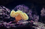 coral, marine animal, corals