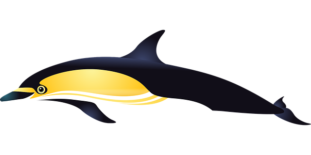 Free Dolphin Nature vector and picture