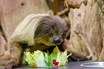 lazy unaus, seated, eating