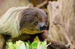 lazy unaus, eating, zoo